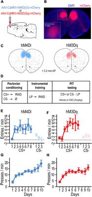 Dorsomedial prefrontal cortex activation disrupts Pavlovian incentive motivation